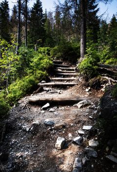 nature landscape background stair stone walkway in the forest