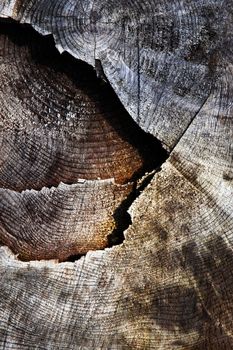 abstract nature background or texture detail old sawn stump