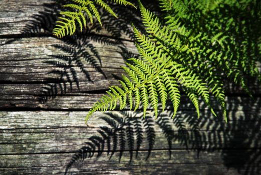 nature background shade of green ferns on wood