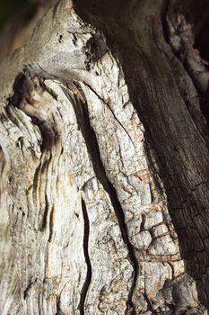 abstract background or texture Detail of broken old wood