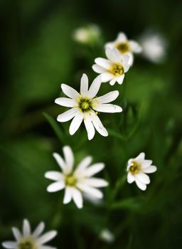 nature seasonal background white flowers on a green background
