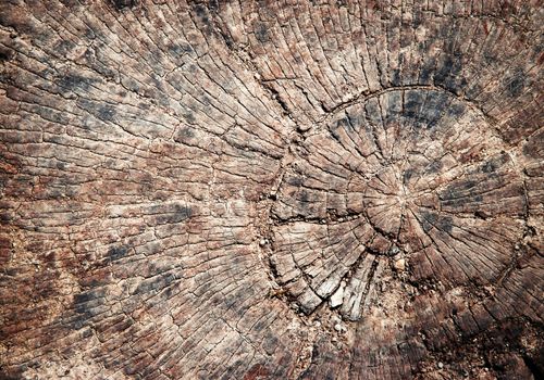 abstract background or texture detail weathered stump