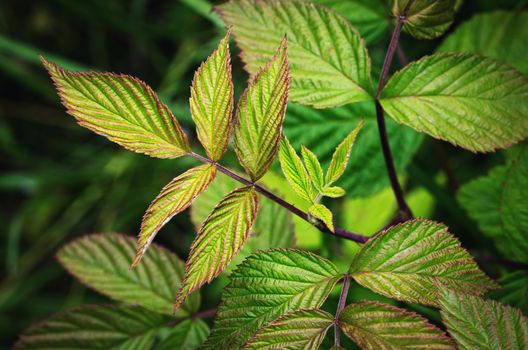 seasonal nature background detail on raspberry leaves