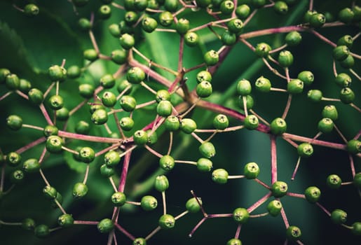 nature seasonal background green berries black base