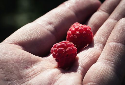 food background forest raspberries on the palm of your hand