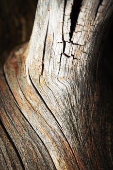 abstract background or texture detail of dry old branch