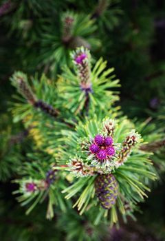 nature seasonal background a purple flower on a mountain pine