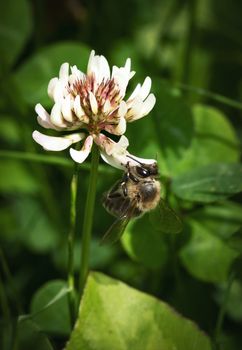 nature seasonal background bee on the white clover flower