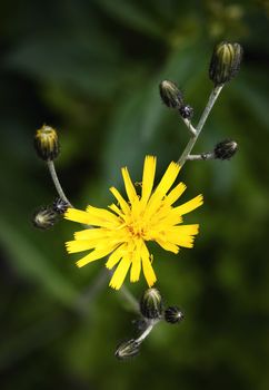 nature seasonal background detail yellow flowers dandelion with buds