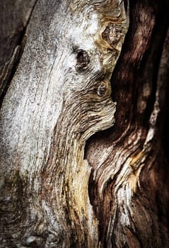 abstract background or texture Detail of broken dry wood