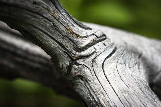 abstract background detail dry gray old branch