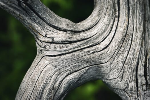 abstract background detail dry gray old branch