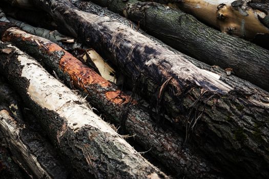 nature background detail on a wood trunk dump