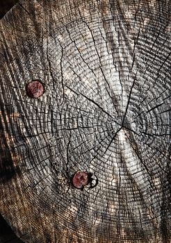 background or texture wooden trunk with nails