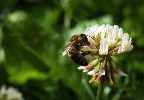 nature seasonal background bee on white clover