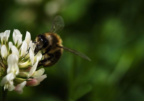 nature background bee on white clover