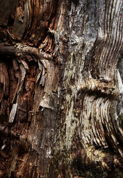 abstract background or texture detail on rotten wood