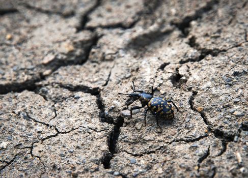 nature background black beetle on dry clay