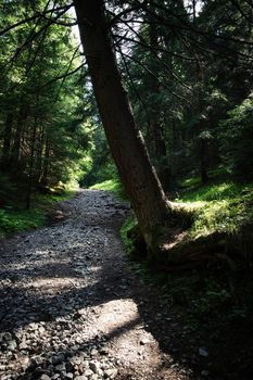 nature seasonal background Spruce over the forest path