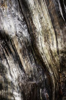 abstract background or texture detail of old stale rotten wood