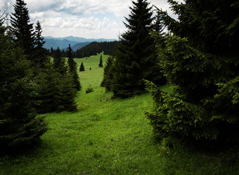 nature seasonal background a green mountain meadow with trees