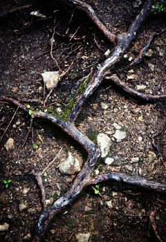 abstract nature background detail on tree roots