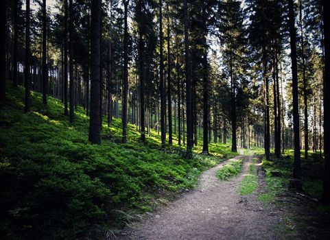 nature background a path through a dense forest