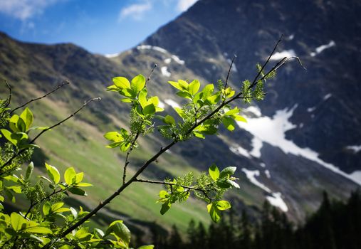 nature background willow twig with a mountain background