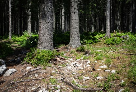 nature seasonal background on the edge of dense forest