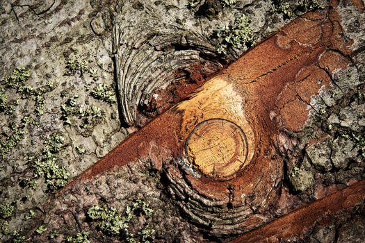 abstract background bark saw branch on spruce