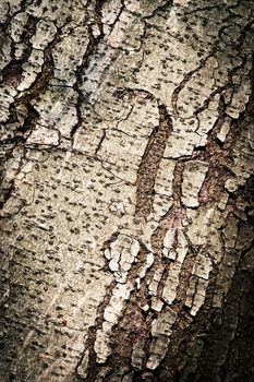 abstract background or texture detail greyish bark tree