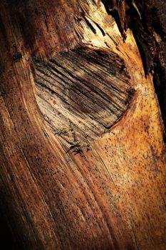 abstract background detail of knot on wood without bark