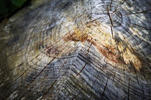 abstract background or texture detail rotten stump