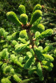 nature seasonal background young sprouts on spruce