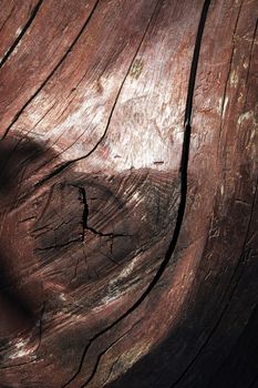 abstract background cracked wooden trunk with color paint
