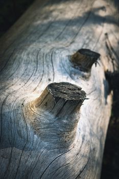 nature background Detail of an old tree trunk without a bark