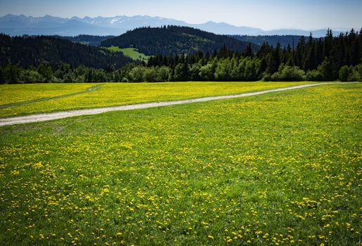 nature seasonal foothill meadow with dandelions