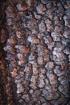 abstract background or texture spruce tree bark