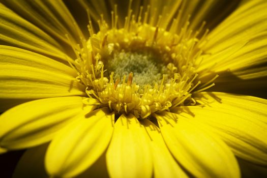 nature seasonal background detail yellow flowers petals