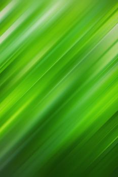 nature abstract green blurred background