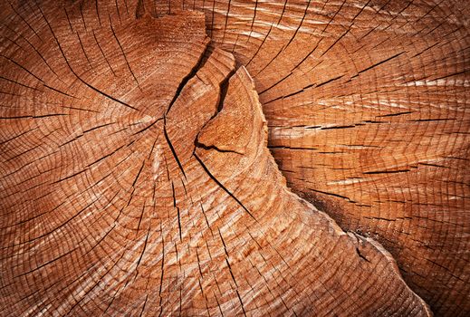 abstract background or texture cracks detail the annual rings