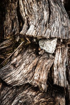 nature background stone in the wood