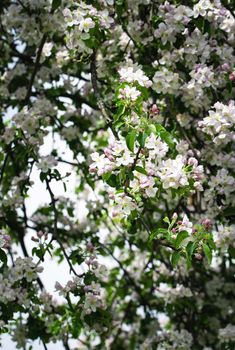 nature seasonal background densely flowered tree apple tree