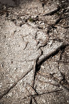 abstract nature texture with root with plenty of pebbles