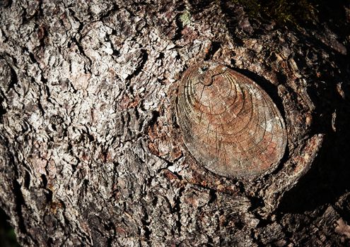 background or texture cut branch on tree trunk