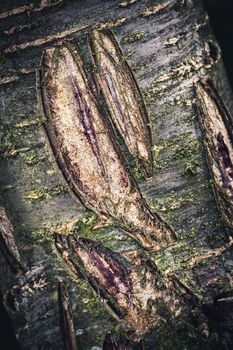 abstract background or texture old dark tree bark with damage