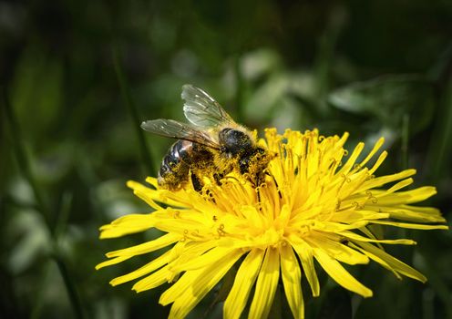 natural seasonal background bee is bathed in dandelion pollen