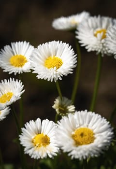 nature seasonal background Still life with white daisies