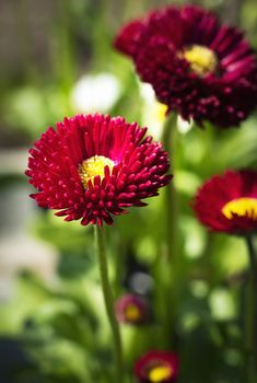 nature seasonal background Still life with red daisies