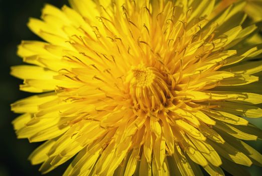 nature seasonal background detail on dandelion flower sun